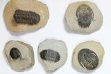 Lot: Assorted Devonian Trilobites - Pieces #119931-2